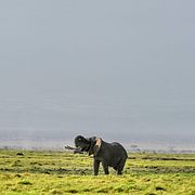 En elefant framför Kilimanjaro, i Amboseliparken. Arkivbild.
