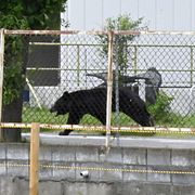 Björnen som attackerade flera personer i den japanska staden Fukushima under tisdagen.
