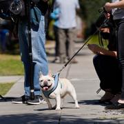 Medieuppbåd vid platsen där rånet inträffade i Hollywood, Los Angeles. Hunden på bilden är inte artistens.