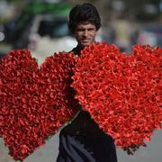 En försäljare i Islamabad bär hjärtformade blombuketter, 13 februari.