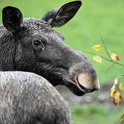 Älgko betar i Östergötland.