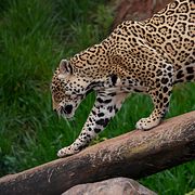 Arkivbild på en jaguar i Brasilien.