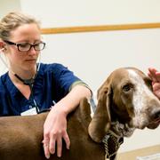 Arkivbild. Hunden Uno undersöks av veterinär. 