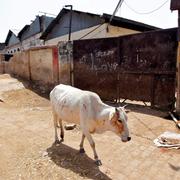 En ko promenerar förbi ett stängt slakter i Allahabad i Indien. Arkivbild.