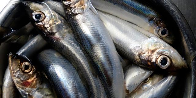 Strömming. Hasse Holmberg/TT