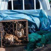 En hund sitter i en bur i samband med en demonstration mot regeringens (dåvarande) planer om att förbjuda hundkött.