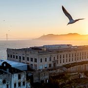 En fågel flyger över Alcatraz i San Francisco-bukten. Arkivbild.