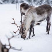  Renar letar bete i snön.