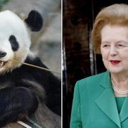 Pandan Ri Ri och Margaret Thatcher.