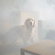 WiFi Vision® upptäcker rörelse i fullt rökfyllda rum där kameror inte ser.