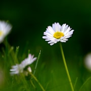 Tusensköna (Bellis perennis).