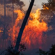 Skogsbräder rasar i västra Frankrike.