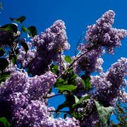 Blommande lila syren.