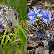 Igelkotten kan fridlysas men blåsippan är inte längre fridlyst.