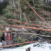 Nedfallna träd i Roslagen efter stormen Alfrida. Arkivbild.