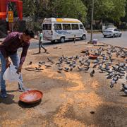 En man häller upp vatten till fåglar i New Delhi. 