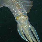 Storfenad revbläckfisk. Exemplaret på bilden är fotograferad i en vattenbassäng där djurets känslighet för försurning undersökts.