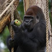 Arkivbild. Gorilla på London Zoo.