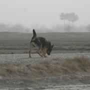 Hundekipage söker under insatsen i FS20 i Afghanistan, arkivbild från 2011. 