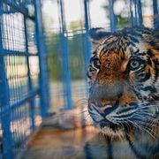 Detta är en annan tiger och inte den som omnämns i artikeln.