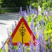 Varningskylt för midsommarfirande bland lupiner i vägkanten i Tibble utanför Leksand.