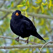 En koltrast sitter i ett träd och sjunger. Arkivbild.