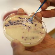 Antibiotikaresistenta bakterier på ett labb i Oslo.