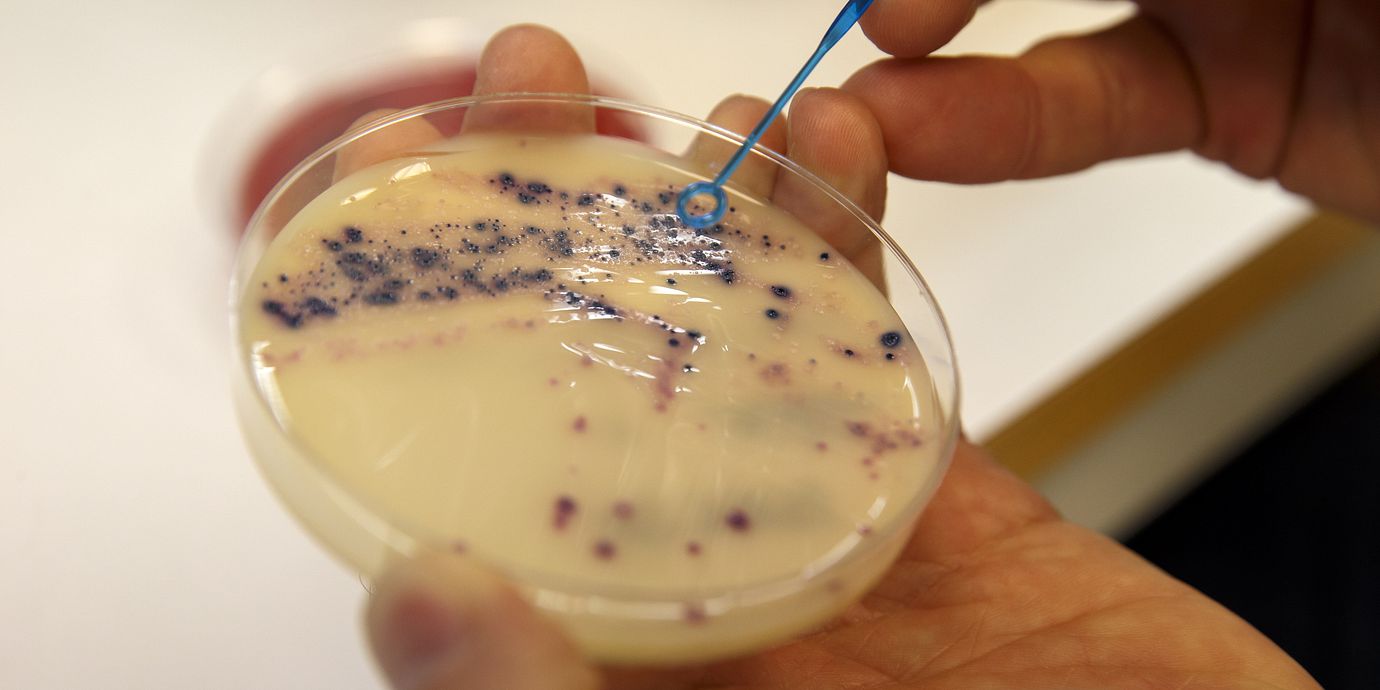 Antibiotikaresistenta bakterier på ett labb i Oslo.