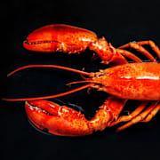 Hummern är en symbol för Moltbook.