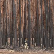 Utbränd skog i Australien.