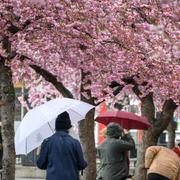 Körsbärsblomningen i Kungsträdgården i år. Regnigt. 