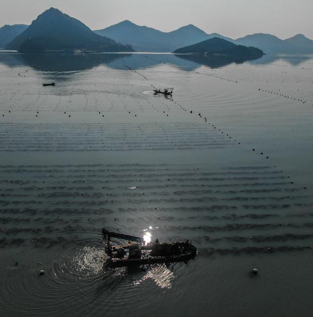 Seaweed farmers harvest seaweed near Geumdang Island in Wando-gun, South Korea, on March 24, 2022. Edible plastic, made from seaweed. A climate-friendly food for cows. The traditional crop in Asia is drawing new money and research globally. (Chang W. Lee/The New York Times) CHANG W. LEE / NYT
