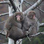 Japanska makaker.