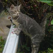 Arkivbild, katt.