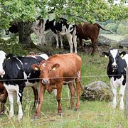 Arkivbild på kossor på grönbete i en hage.