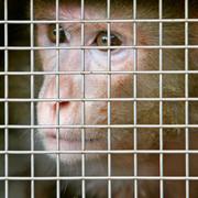 Arkivbild på en Rhesus macaques-apa. 
