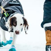 Dopninghunden Molly är en springer spaniel som jobbar för Riksidrottsförbundet. 