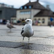 Mås i Oslo, arkivbild.
