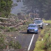 Nedfallna träd utanför Auckland.