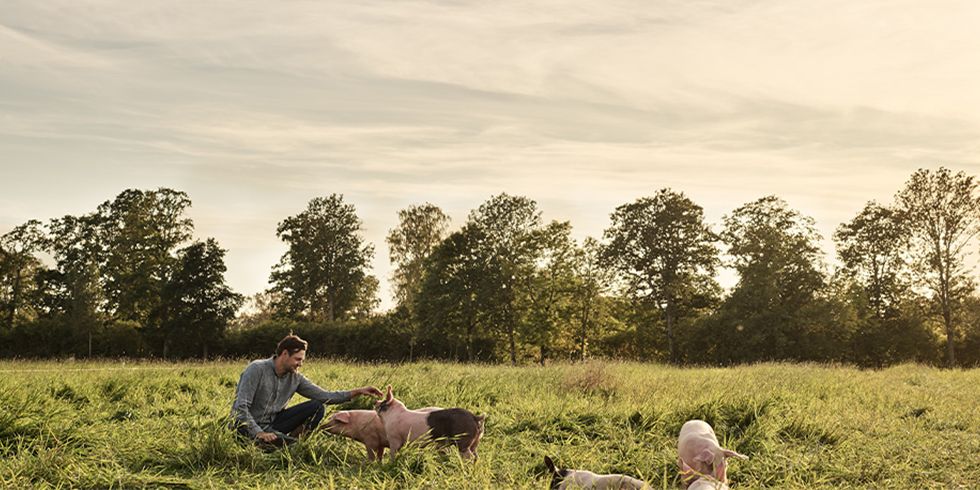 Under våren 2020 har Scan och Halla Gård lanserat produkter av fläskkött med lägre klimatpåverkan*.