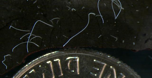 Bakterien i jämförelse med ett mynt. Tomas Tyml / AP