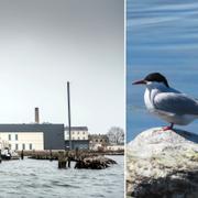 Lindholm och fågeln silvertärna.