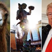 Kamel/Poseidon i Göteborg/Donald Trump.