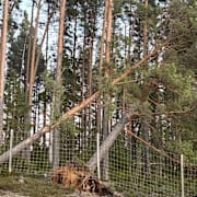 Arkivbild. Träd som fallit utanför Gävle. 