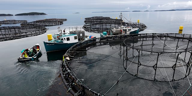 Illustrationsbild. En fiskodling utanför Kanada. Robert F. Bukaty / AP