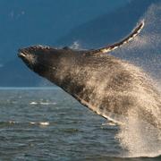 Arkivbild. Knölval i havet utanför södra Alaska.