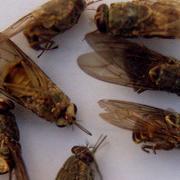 Tsetseflugor. 