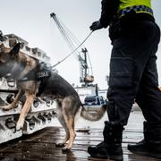 Tullen i Värtahamnen kontrollerar fordon från färjorna. Hunden Aya är specialtränad för att hitta knark och vapen. 