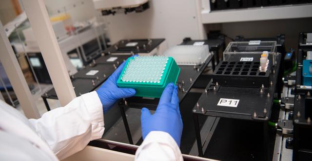 En labbingenjörförbereder en pipetteringsrobot med PCR-plattor. Fredrik Sandberg/TT / TT NYHETSBYRÅN