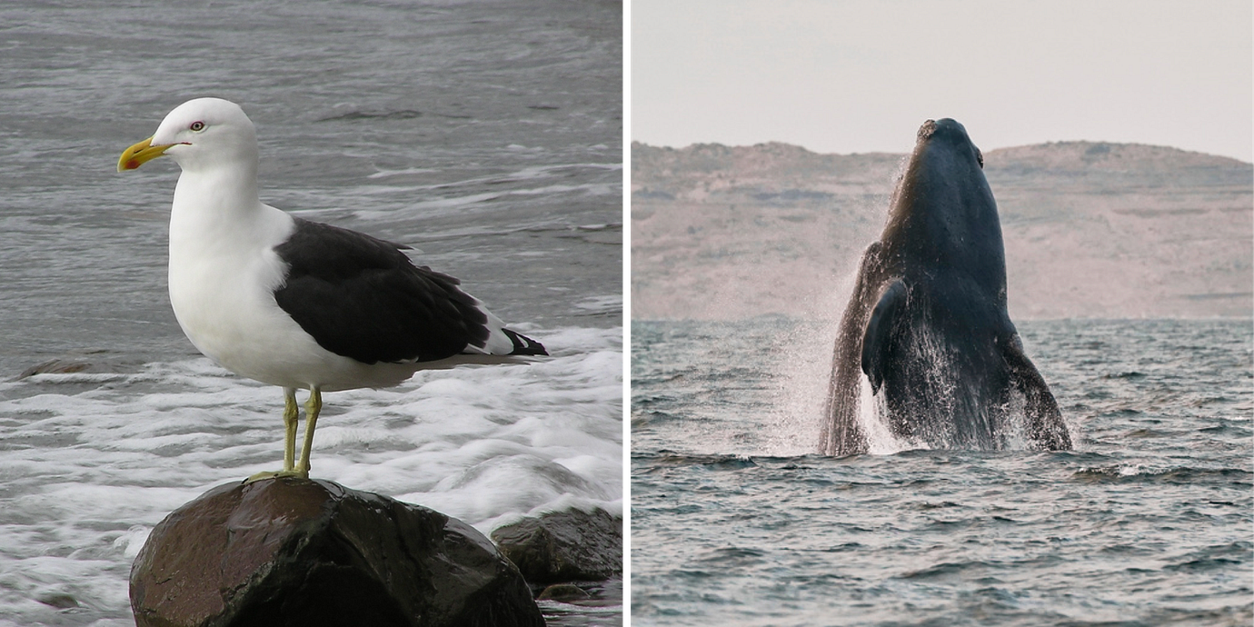 Kelptrut/Sydkapare.
